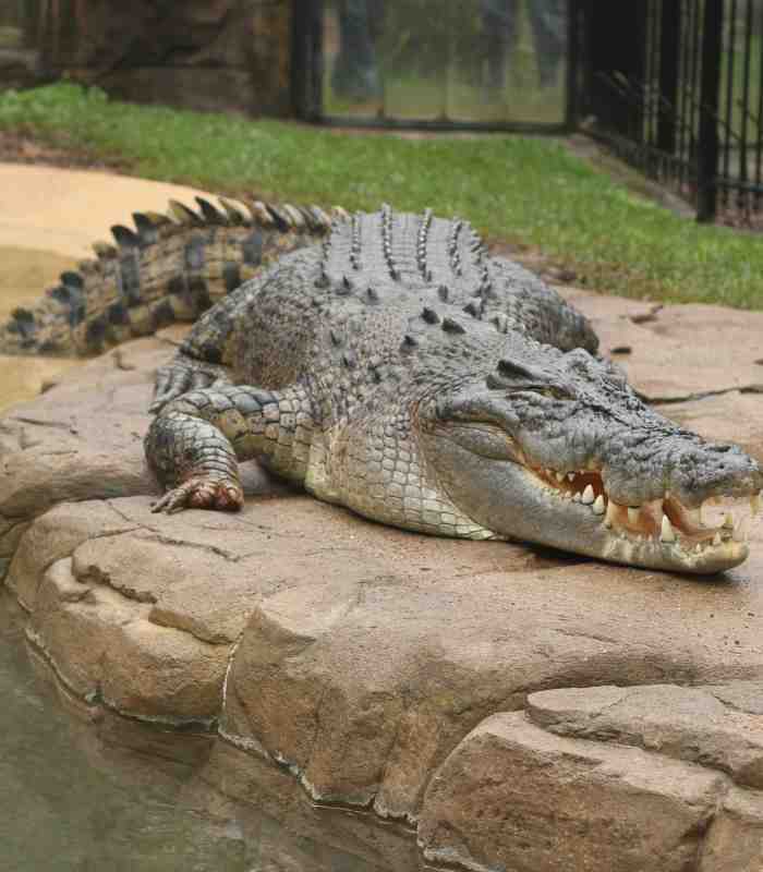 Saltwater Crocodile - Shrek