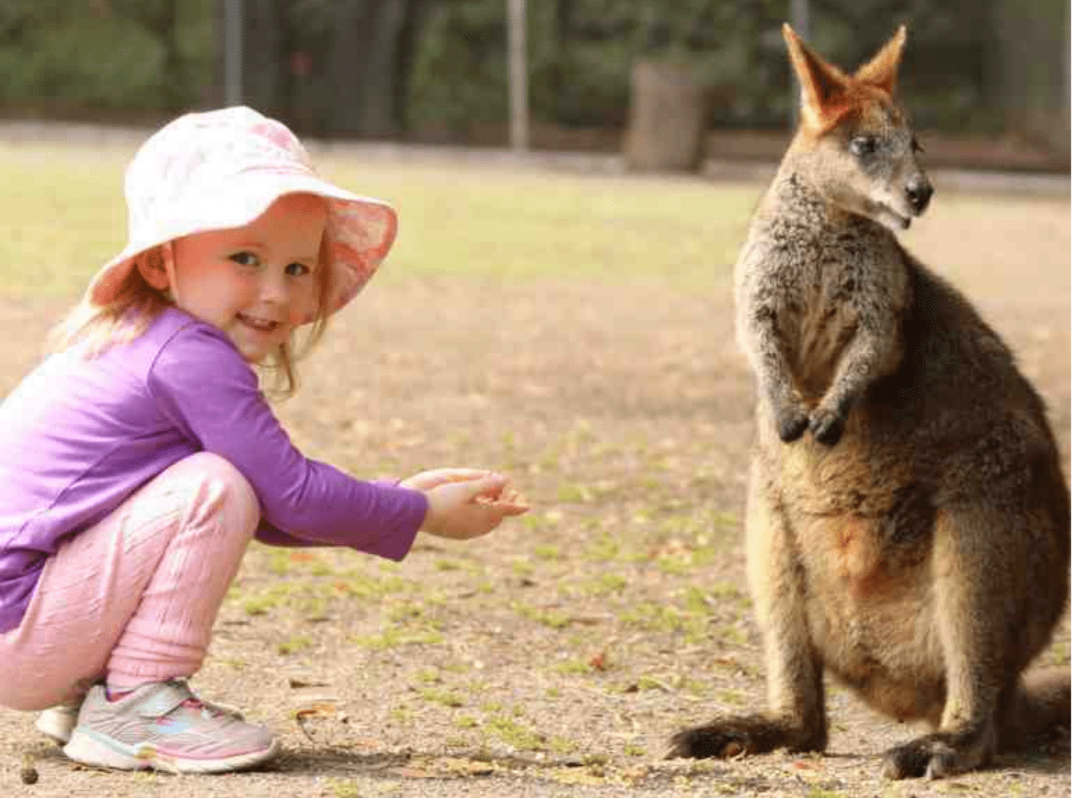 Child Feeding a Wallaby