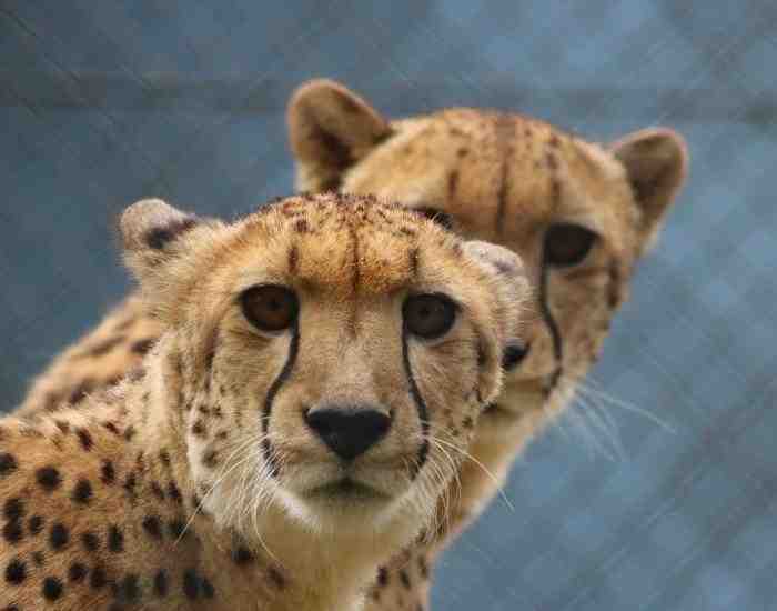 Cheetahs