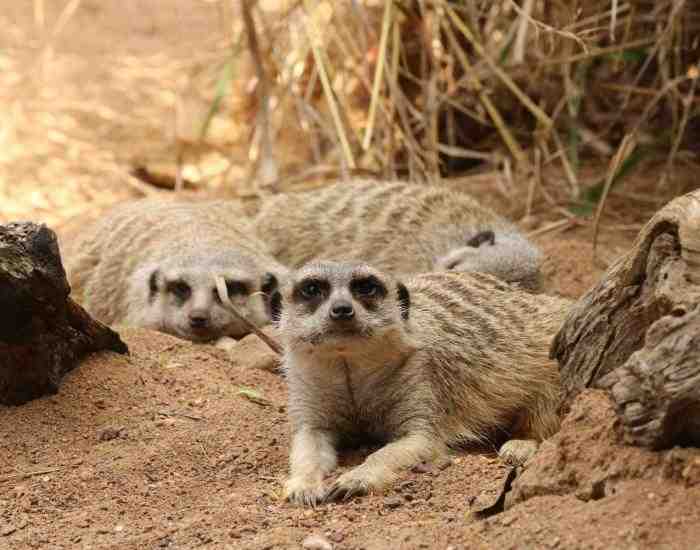 Meerkats
