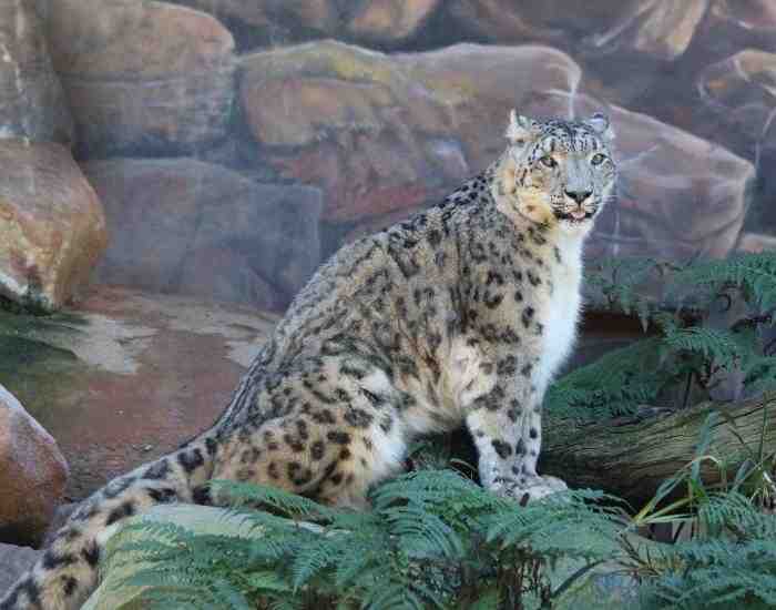 Snow Leopard