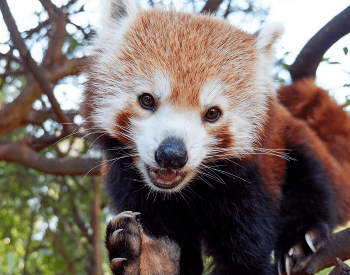 Red Panda Encounter