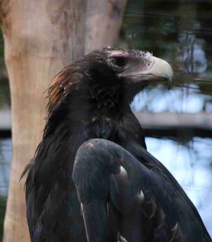 Wedge-Tailed Eagle