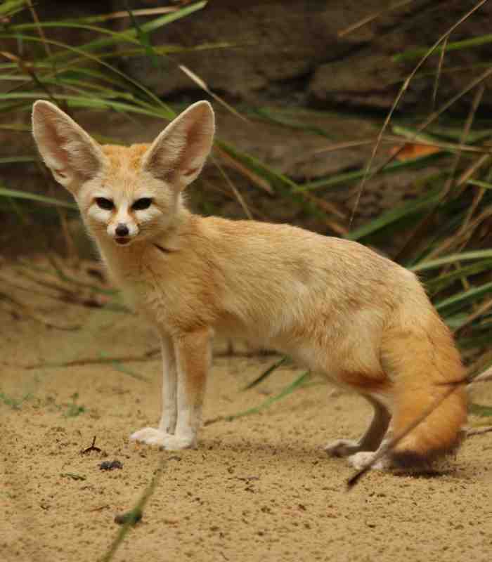 Fennec Fox