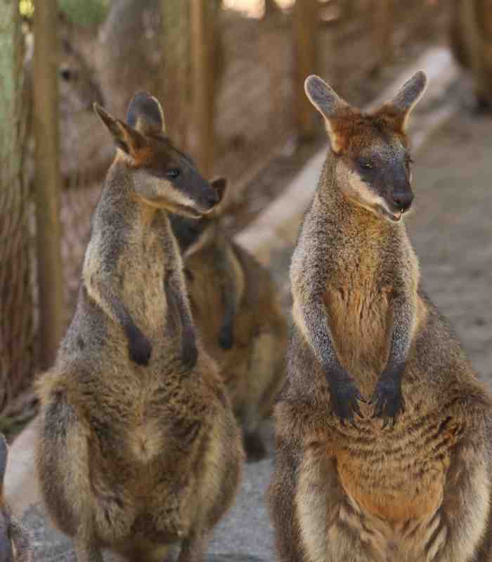 Wallabies