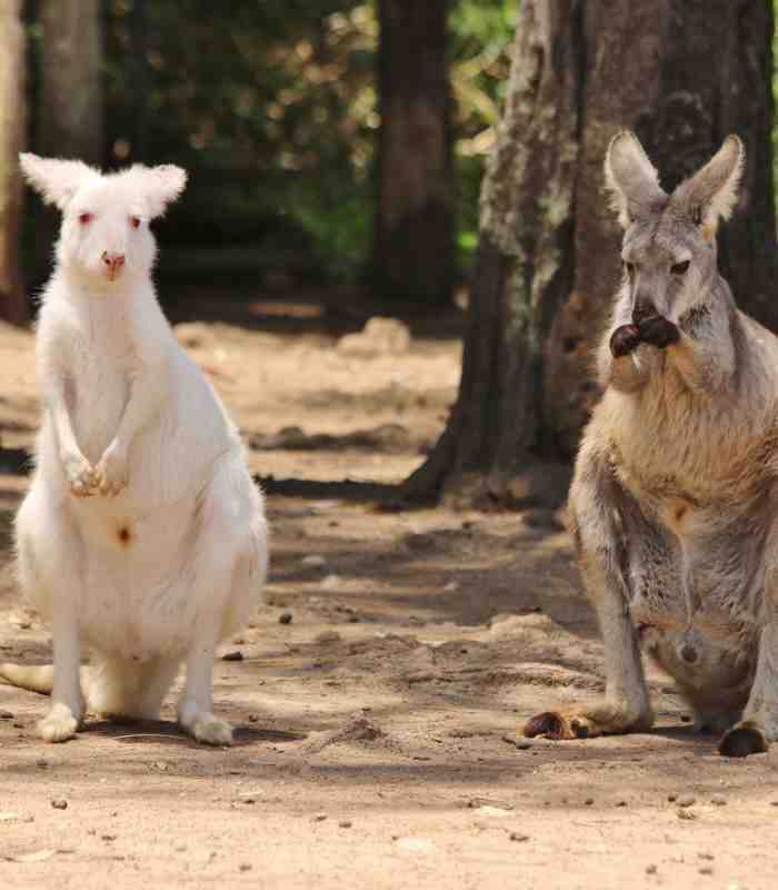 Wallaroo