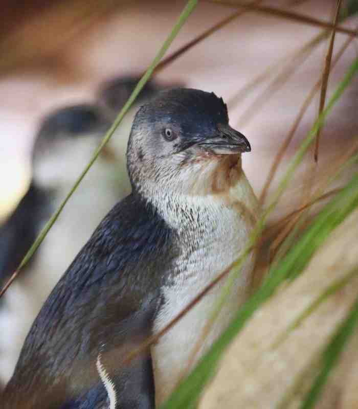 Little Penguins