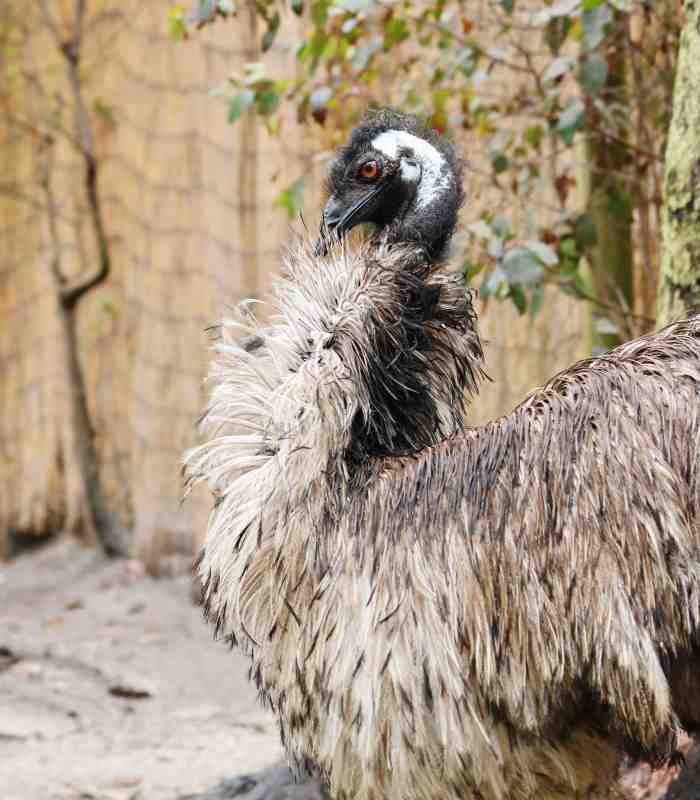 Emu