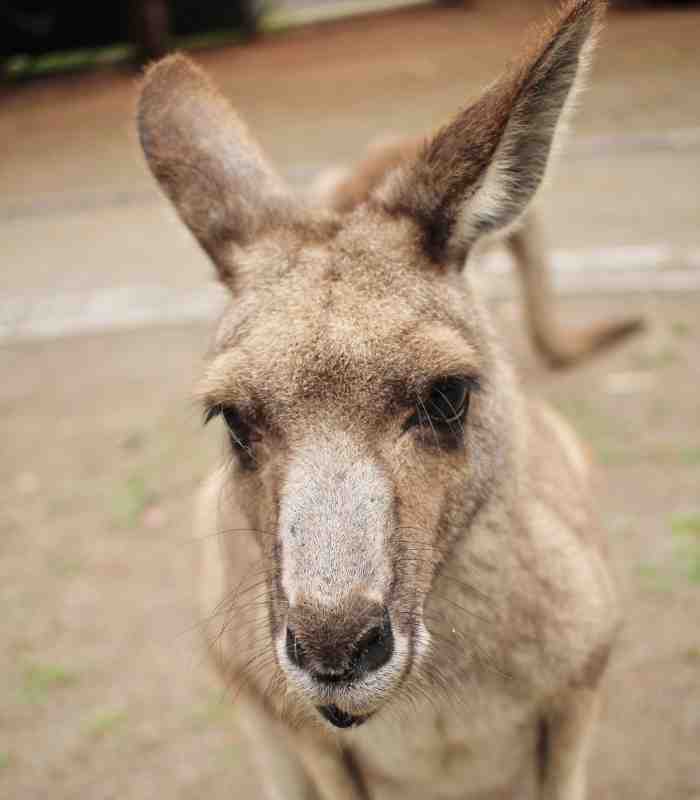 Eastern Grey Kangaroo