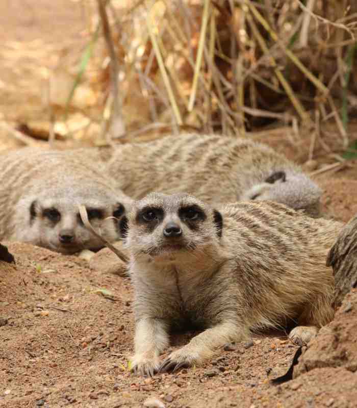 Meerkats