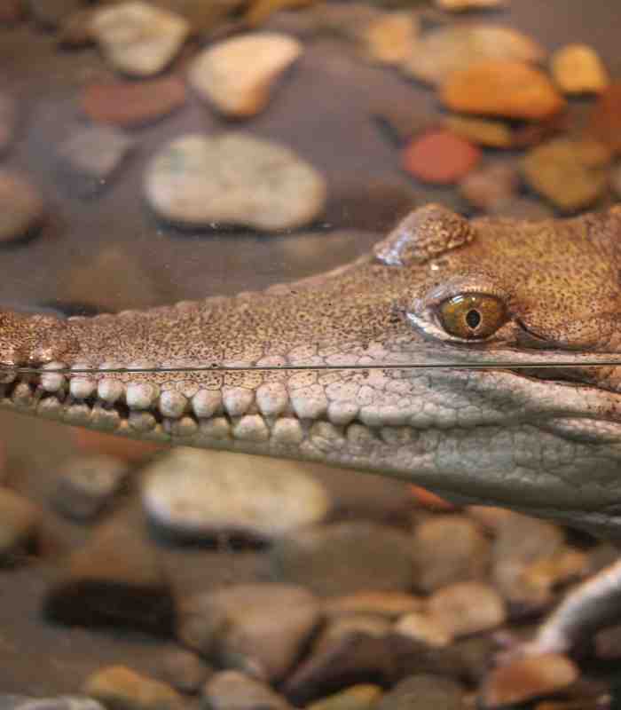 Freshwater Crocodile