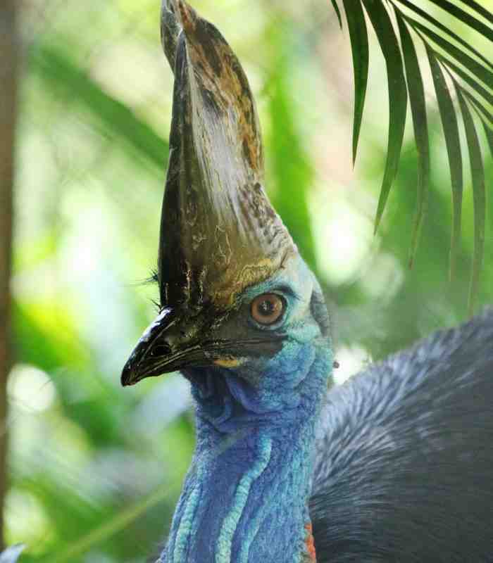 Cassowary