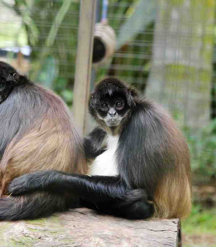 Spider Monkeys