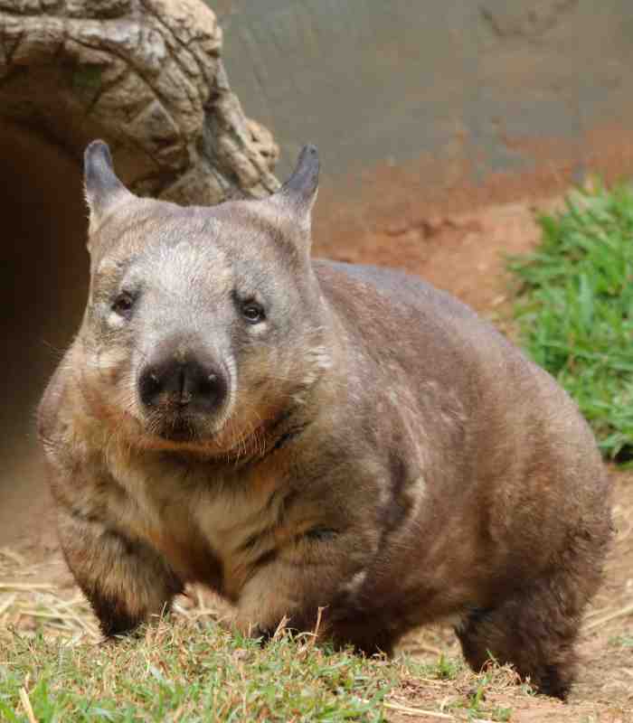 Wombats