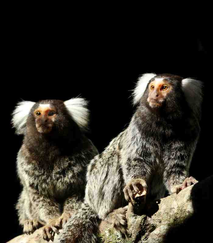 Common Marmosets