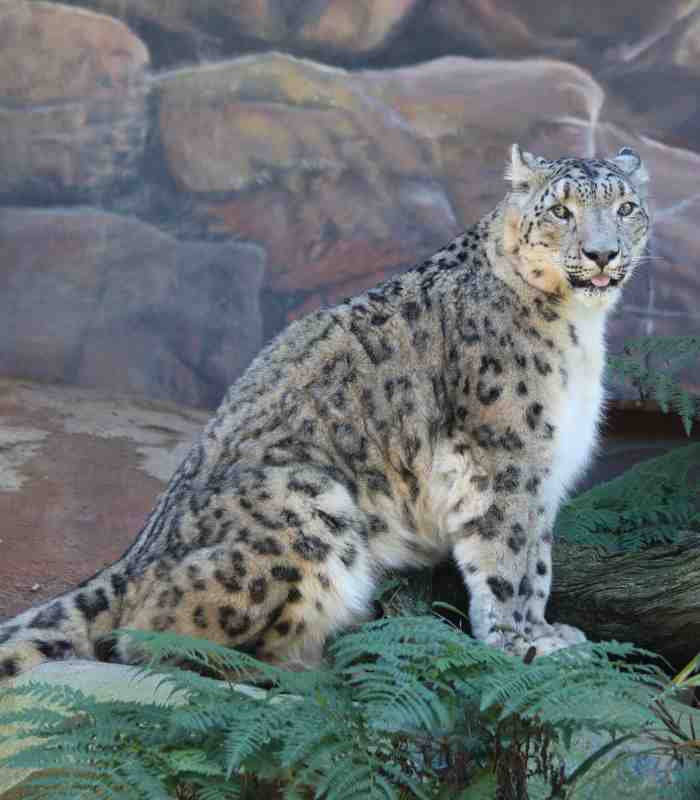Snow Leopard