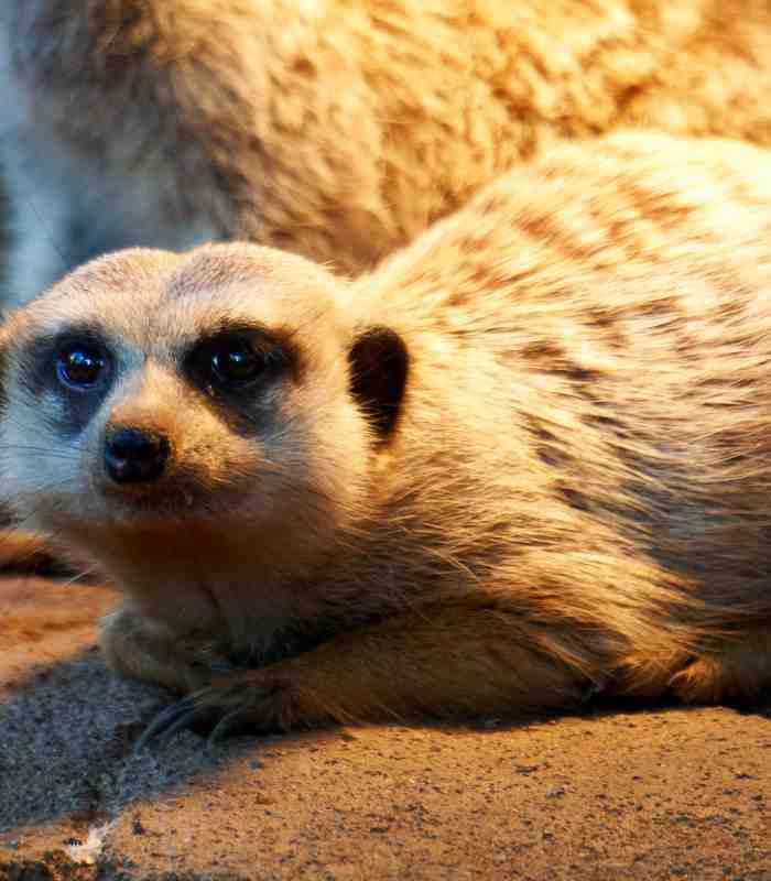 Meerkat Encounter