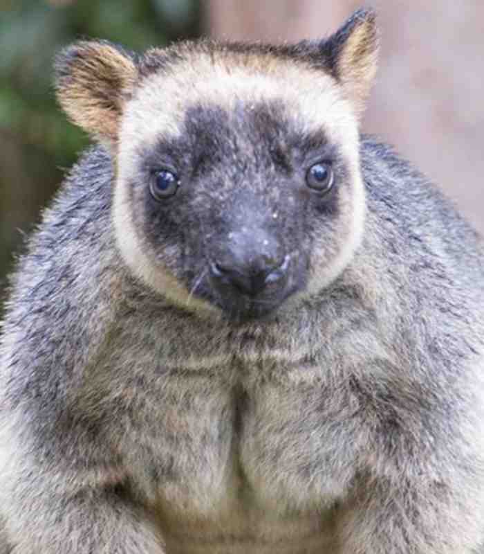 Lumholtz's Tree-Kangaroo