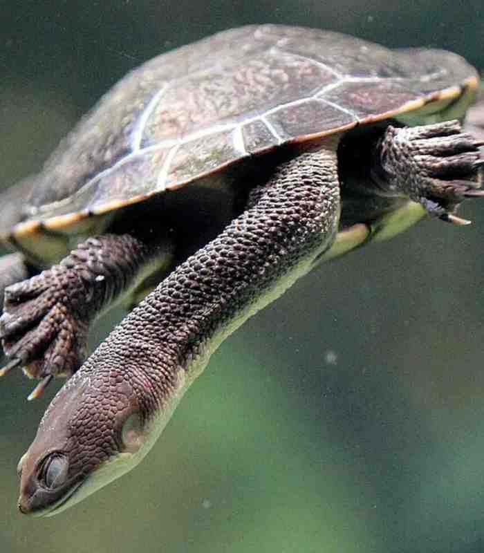 Eastern Long Neck Turtle