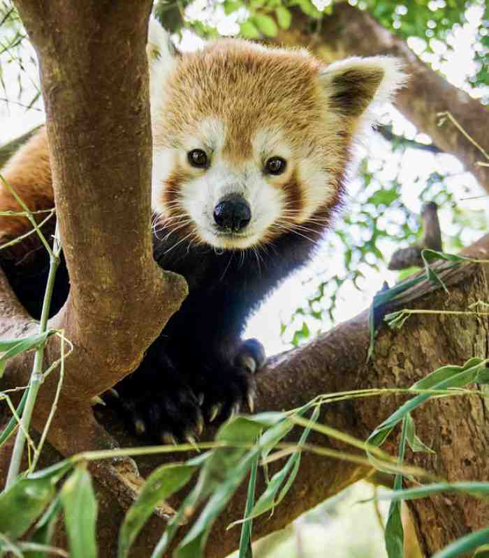 Red Panda