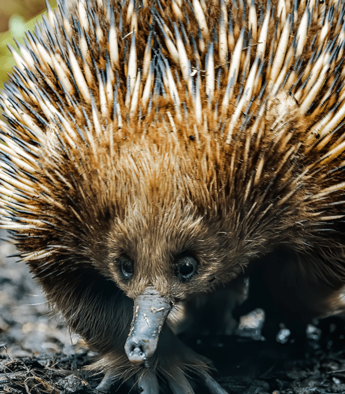 Echidna