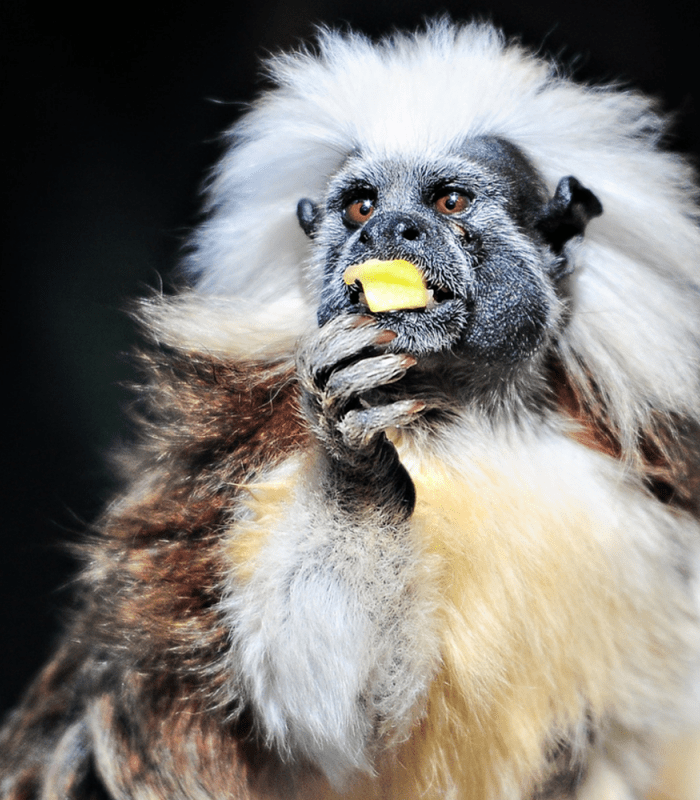 Cotton-Top Tamarin