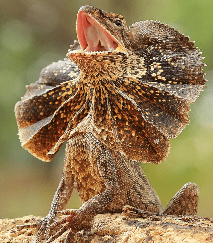 Frill-Necked Lizard