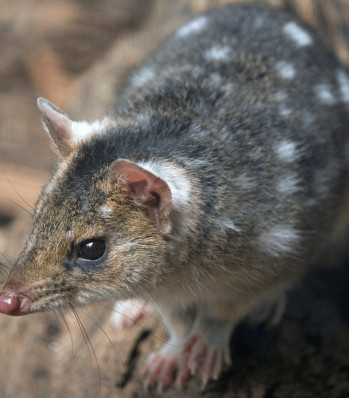 Quoll