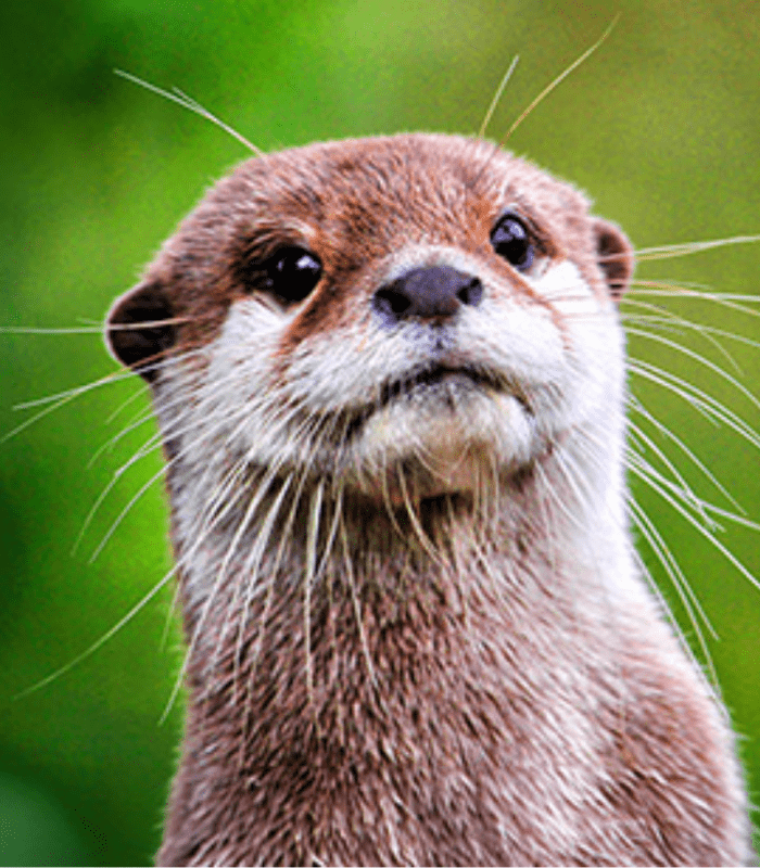 Asian Small-Clawed Otters