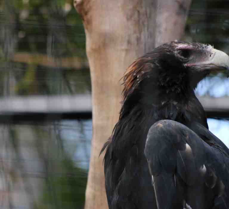 Wedge-tail Eagle Starts to Soar at Taronga Zoo 