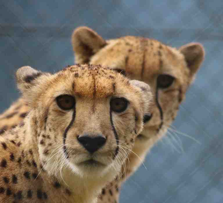 Cheetahs