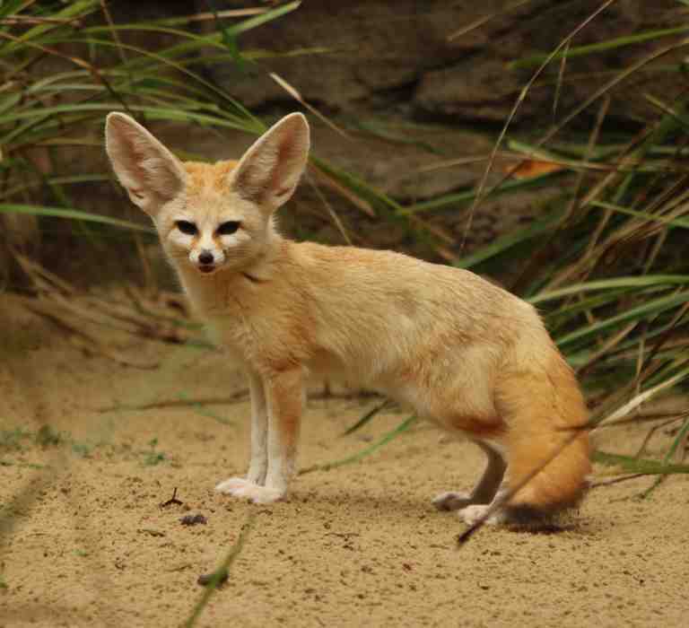 Fennec Fox