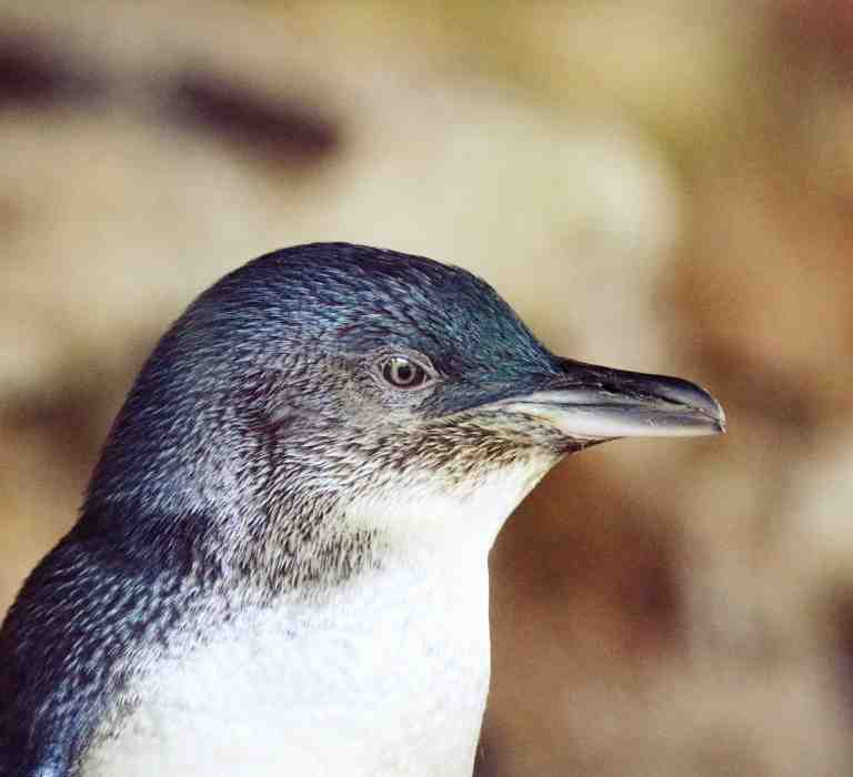 Little Penguins