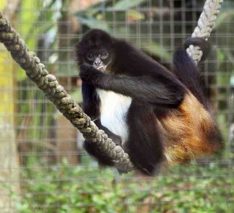 Spider Monkeys