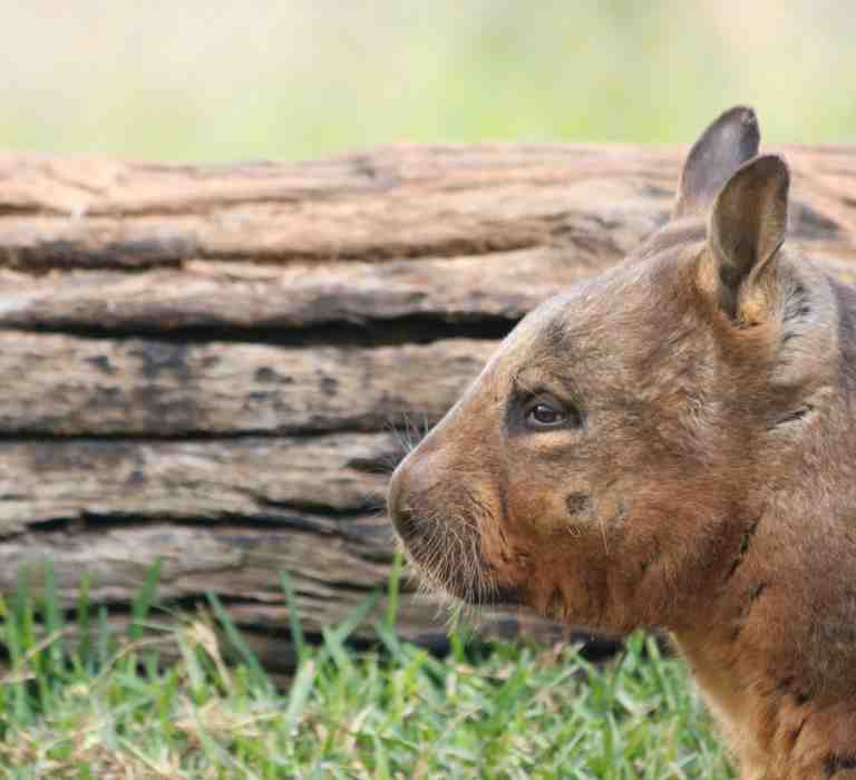 Wombats