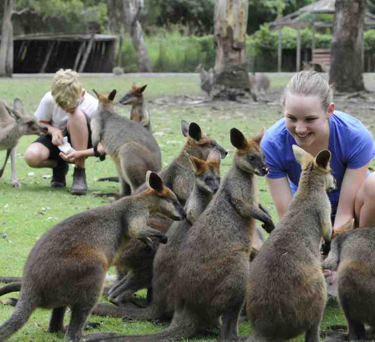 Kangaroo feeding and patting