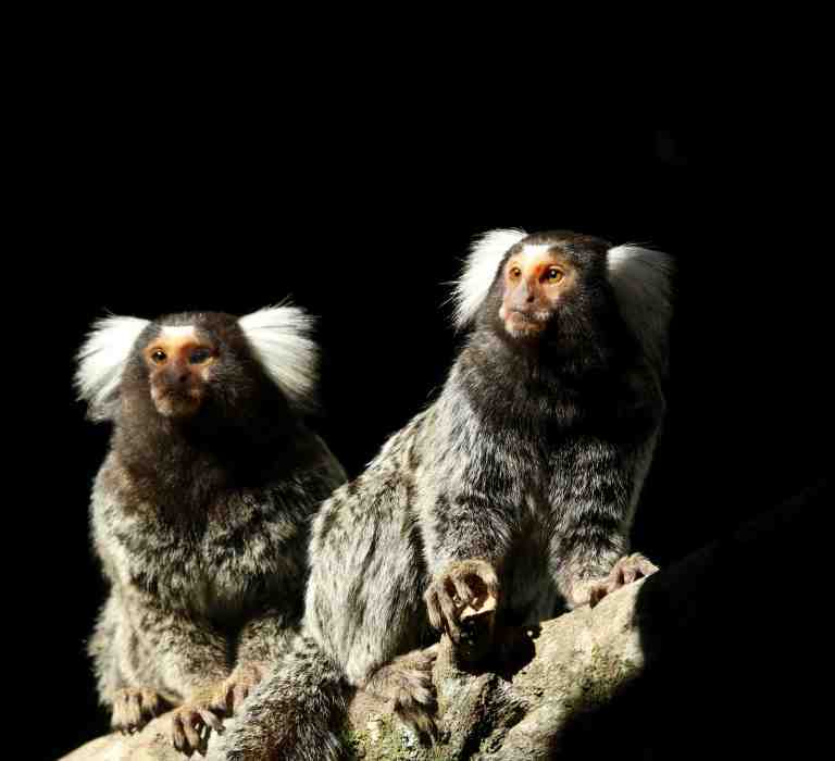 Small Monkeys at Billabong Zoo, Koala & Wildlife Park, Port Macquarie