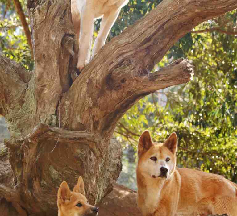 Dingoes at Billabong Zoo, Port Macquarie