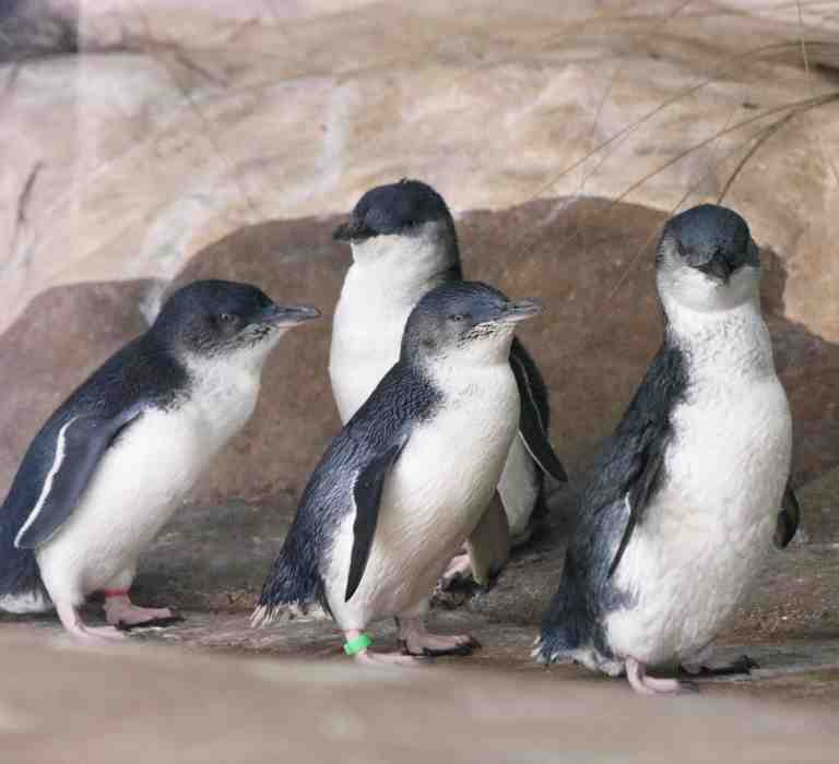 Little Penguins - Penguin Awareness Day 20 January 2020