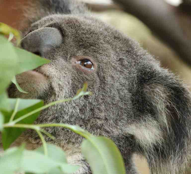 Koala for adoption at Billabong Zoo