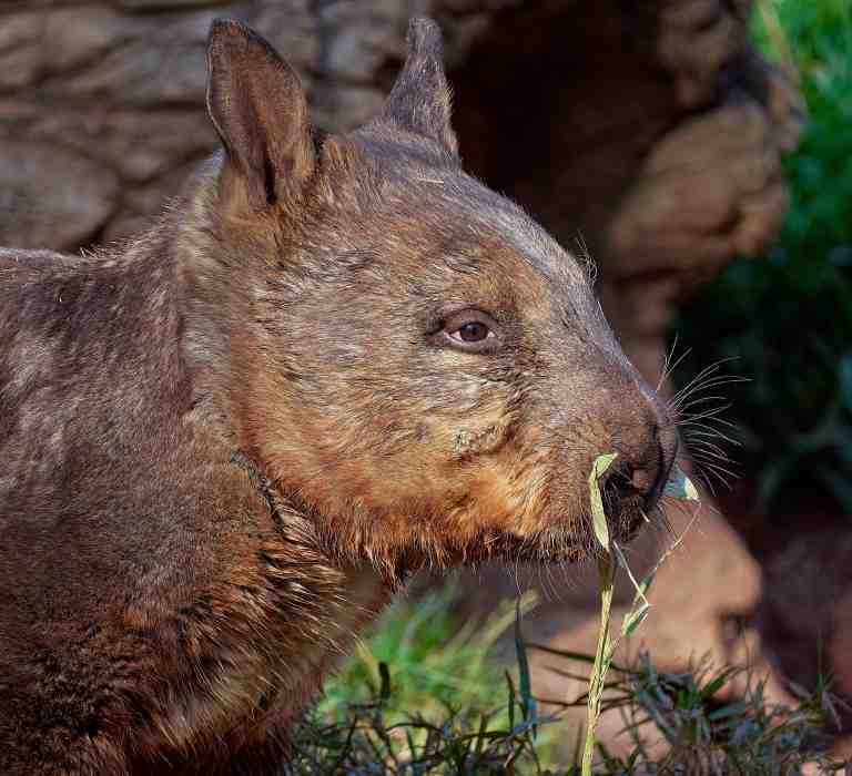 The Northern Hairy-Nosed Wombat at Billabong Zoo, Port Macquarie