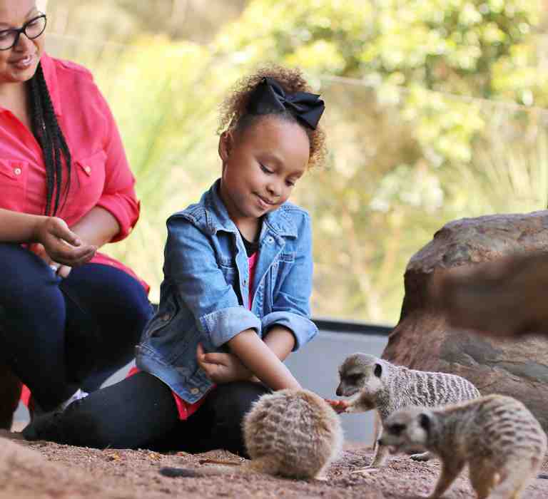 Meerkat Personal Animal Encounter at Billabong Zoo, Port Macquarie