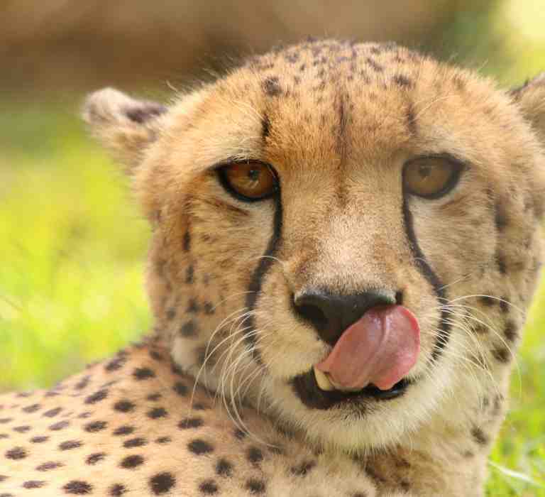 Cheetah at Billabong Zoo, Port Macquarie