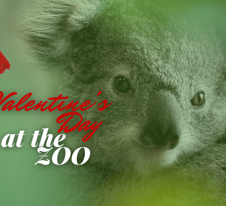 Valentine's Day at the Zoo