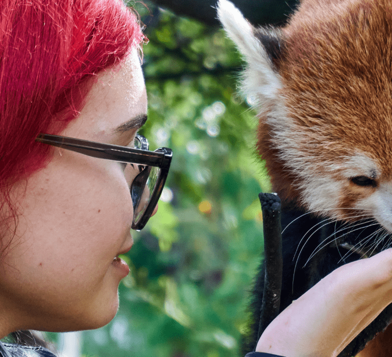 Red Panda Encounter