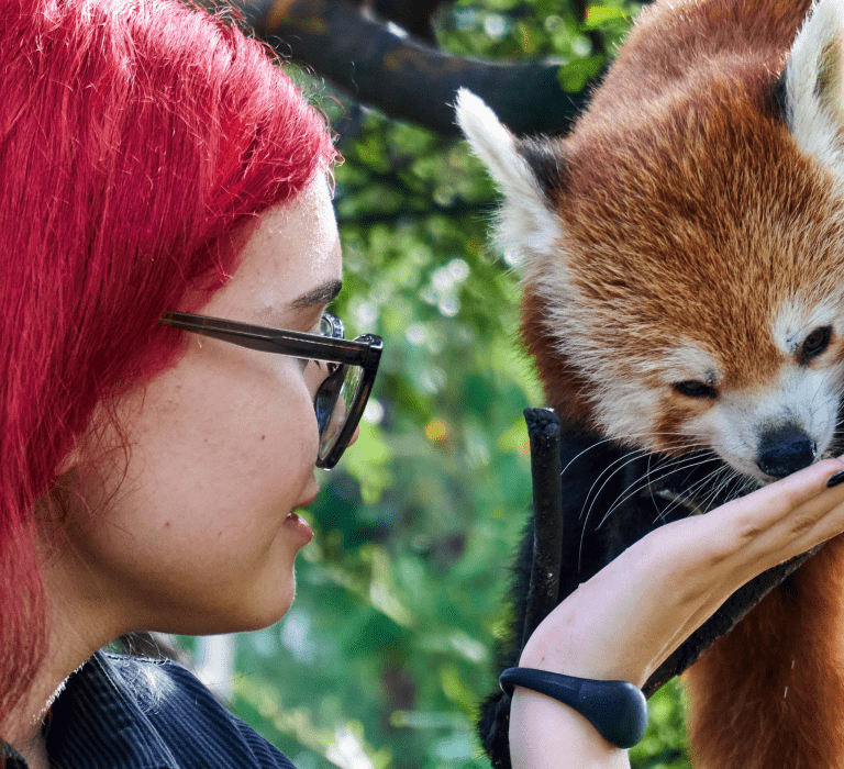 Feeding a Red Panda