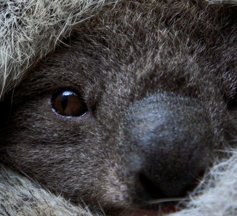 We have new koala joeys