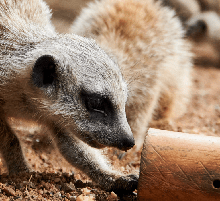 Zoo welcomes playful pair of red-tailed monkeys