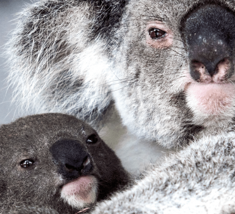 Koala Mum and Joey