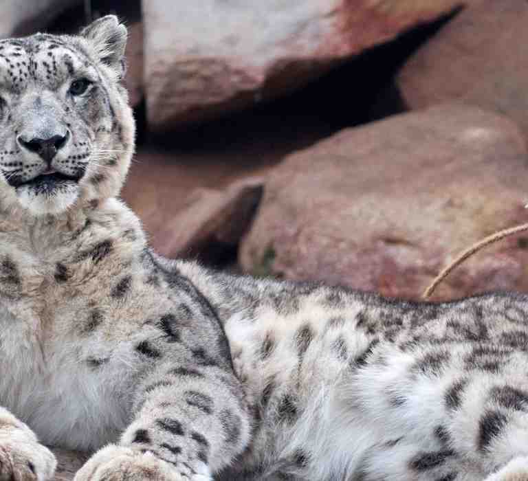 Snow Leopards Billabong Zoo Port Macquarie Koala and Wildlife Park